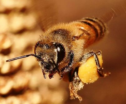 Honeybee carrying pollen back to its hive.